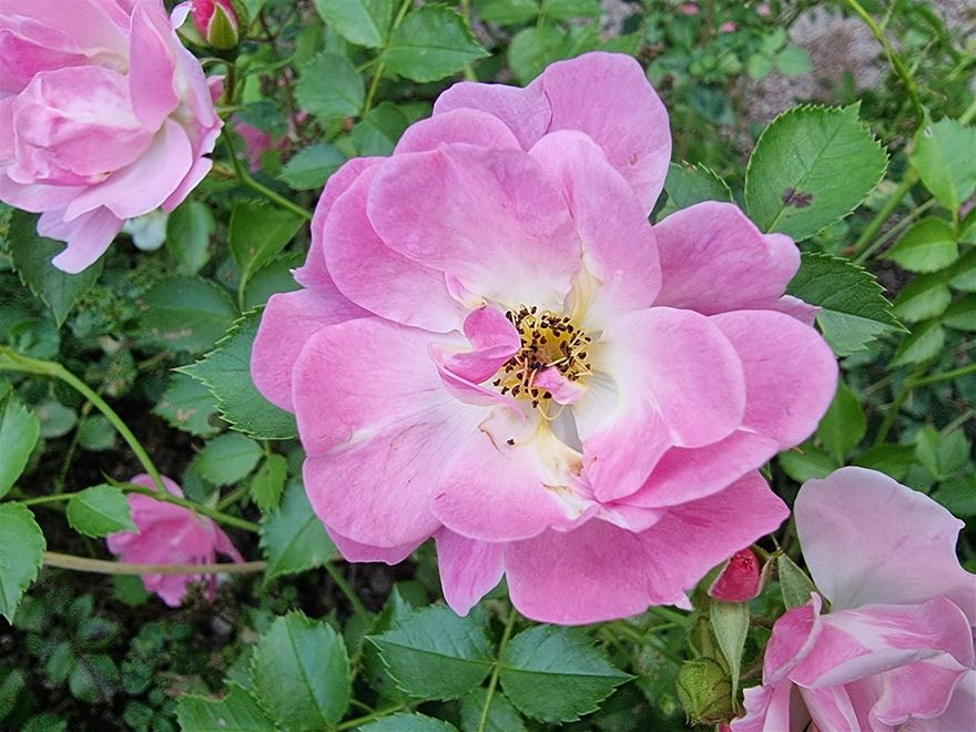 Rosa ros fångad på bild i somras då jag var i Astrid Lindgrens värld.