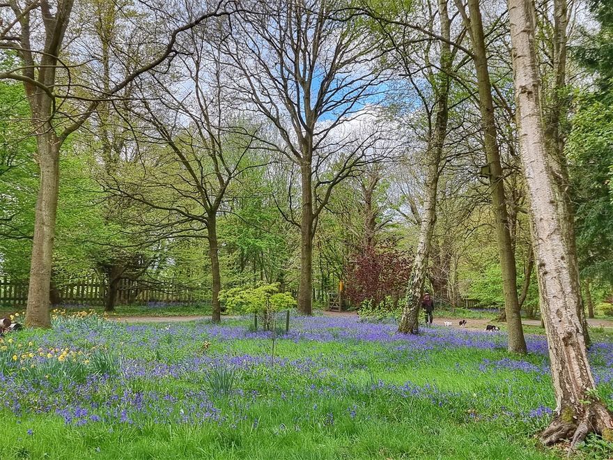 I England har jag ett naturistiskt paradis. Skogen har ett gott intryck på mig då blåklockan blommar är det vackrast. Här vid Ashby Canal gick jag på en lång promenad med en vän och fick ingenting annat än en uppenbarelse av ondo.